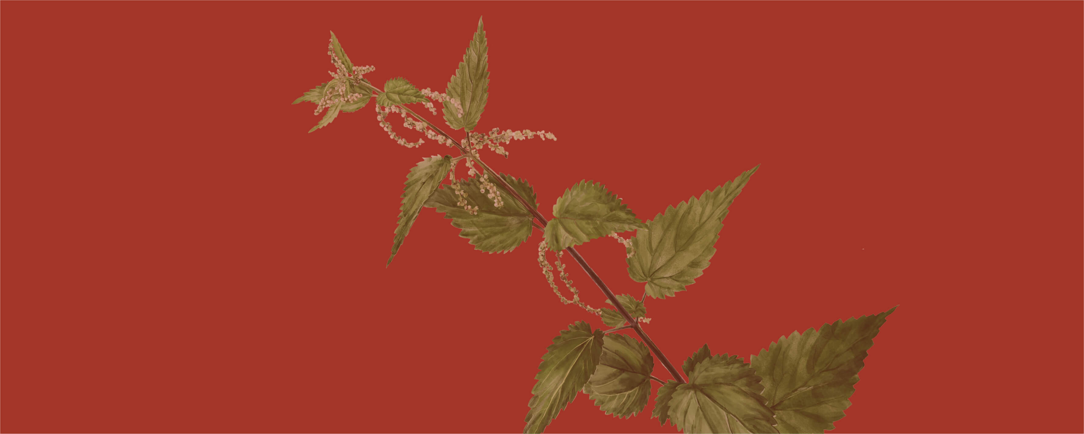 NUTREXIN Immun Power