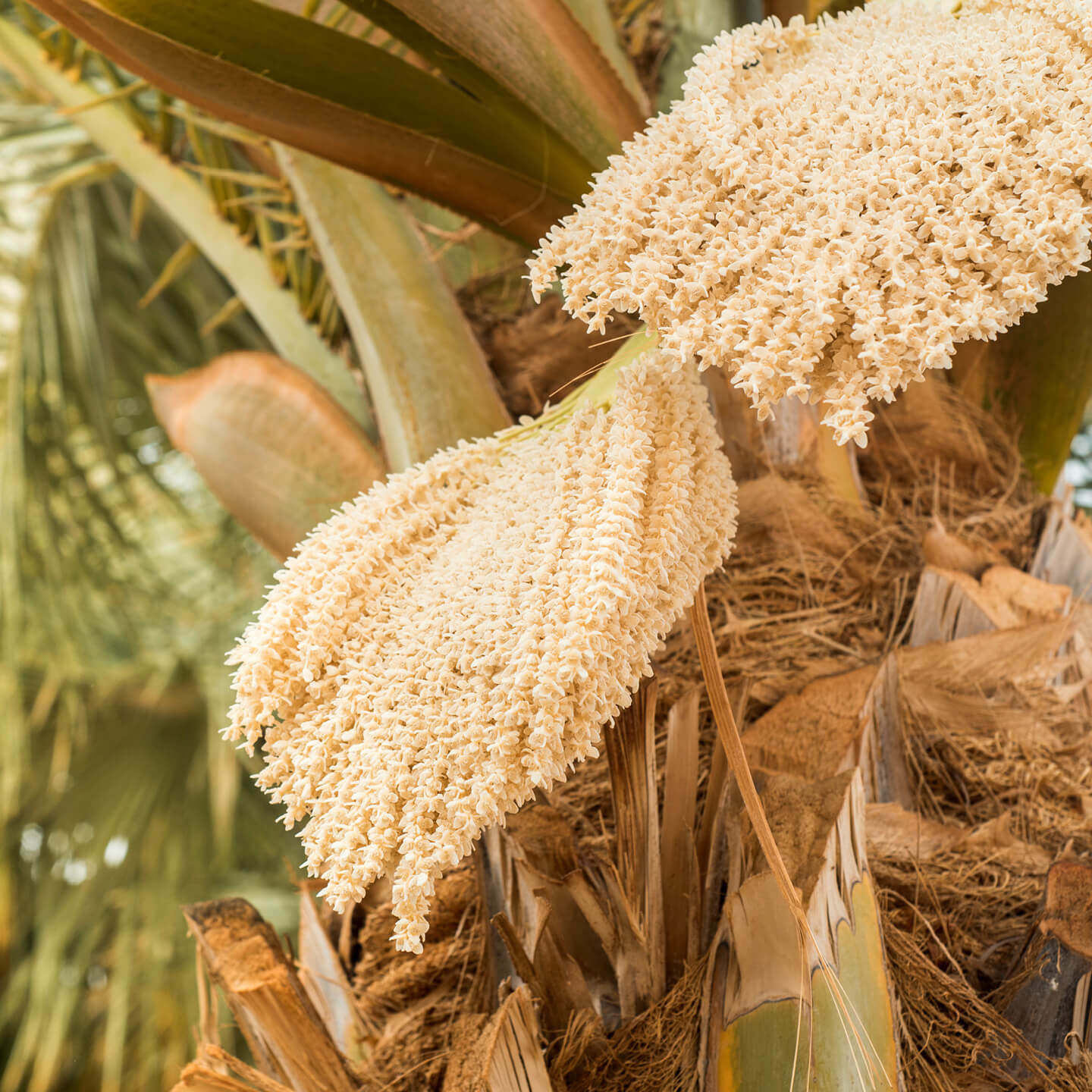Den Stoffwechsel aktivieren, Nerven und Muskeln unterstützen