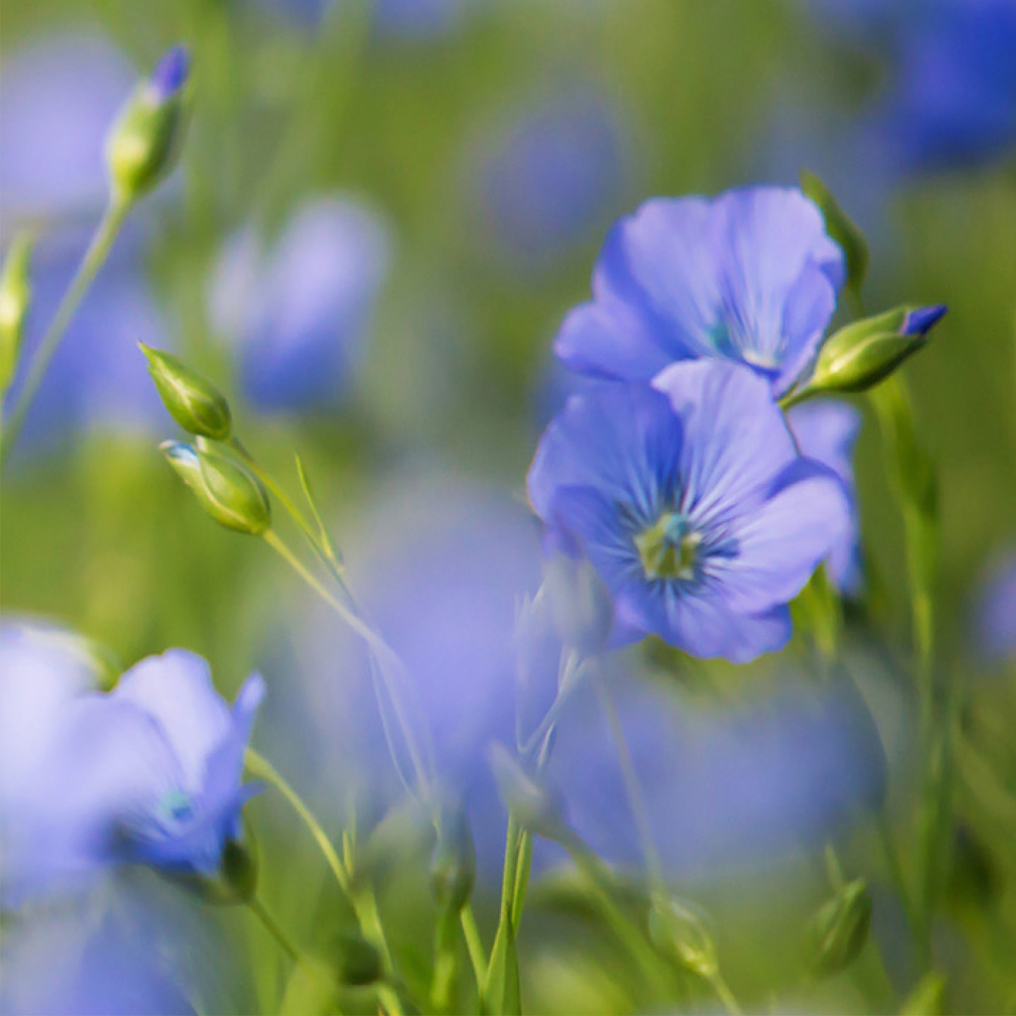 Die lebenswichtigen Omega-3-Fettsäuren