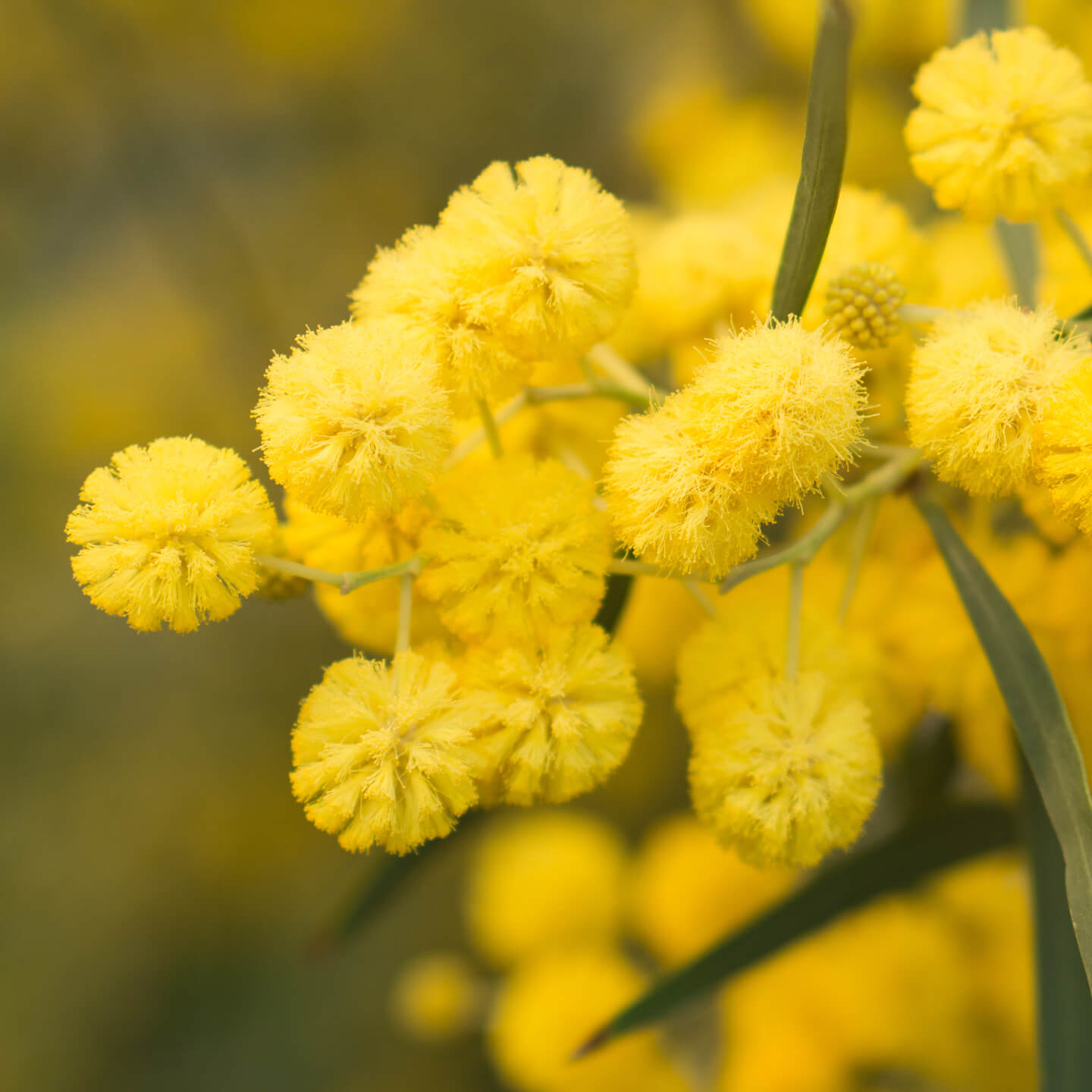 Die natürliche Revolution für unser Mikrobiom