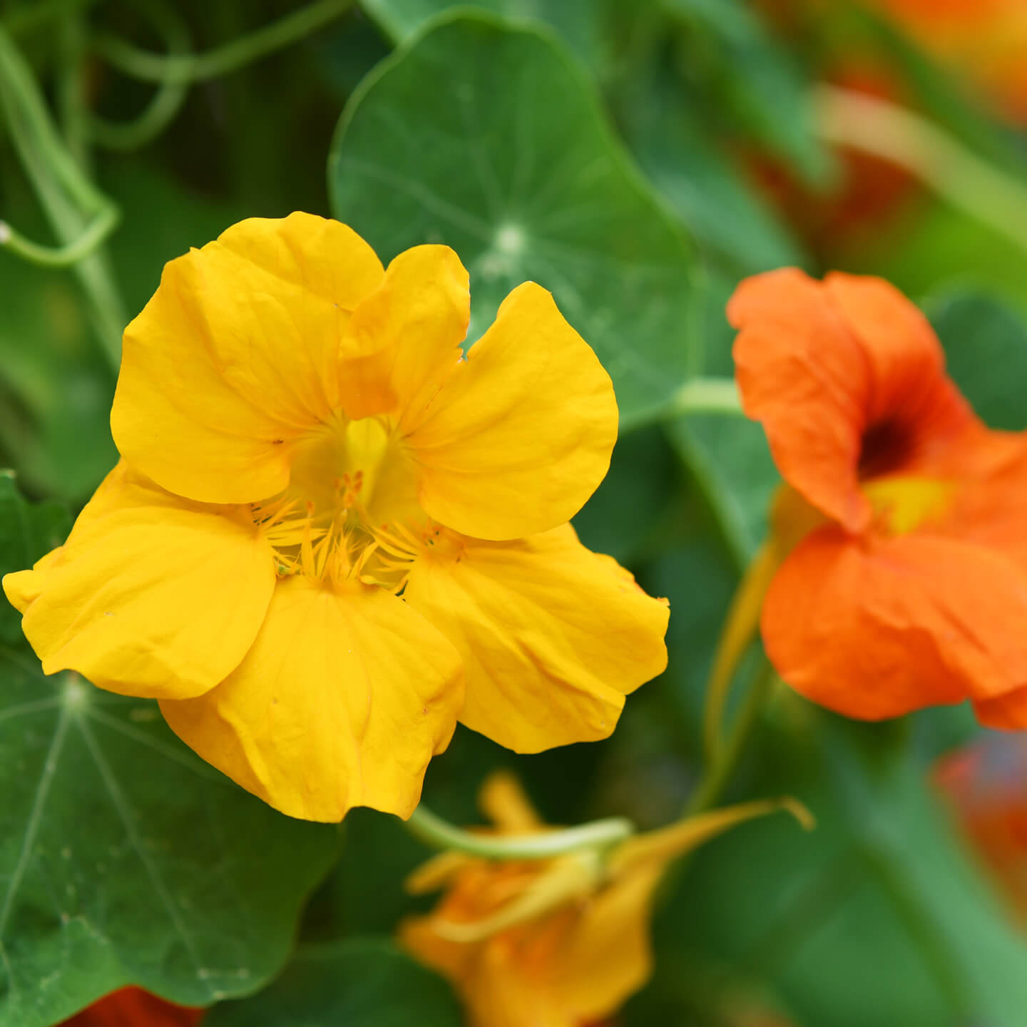 Doppelte Power für das Immunsystem
