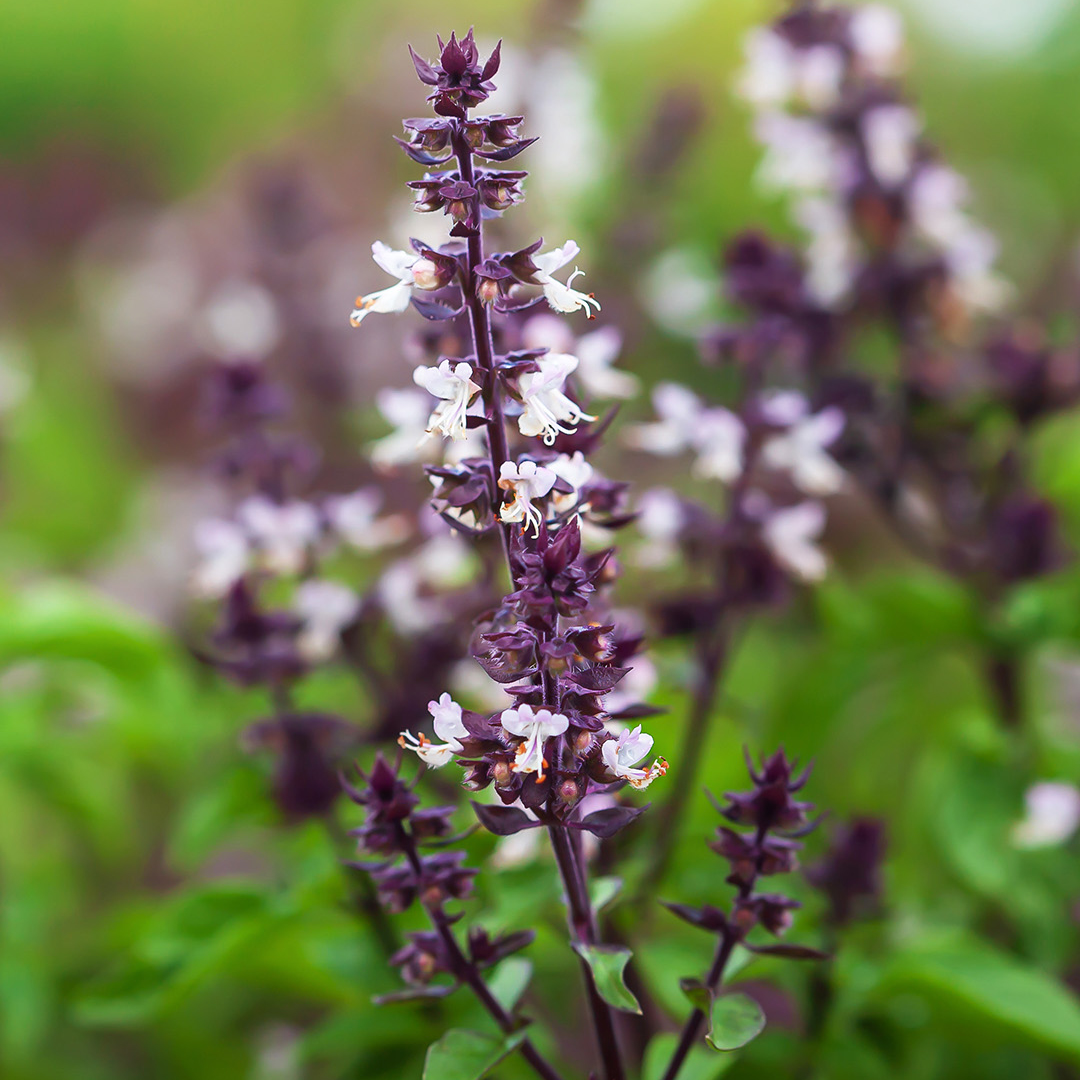 Biom Aktiv Complete - Das Plus für deine Darmschleimhaut