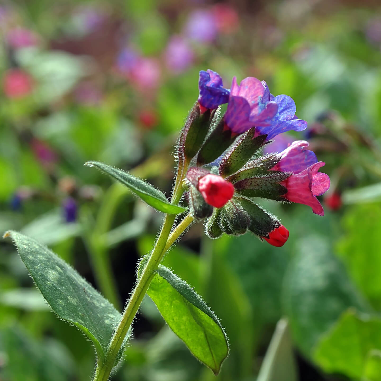 Pulmonaria officinalis - ein ganz besonderes Kraut