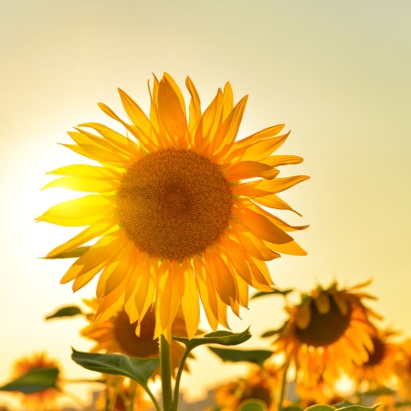 Das berühmte «Sonnenvitamin» Vitamin D