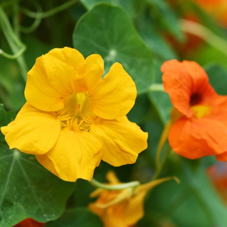 Doppelte Power für das Immunsystem